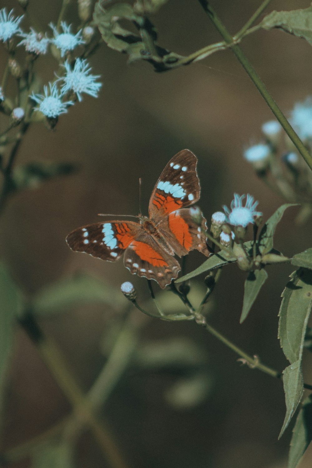 a close up of a butterfly on a flower