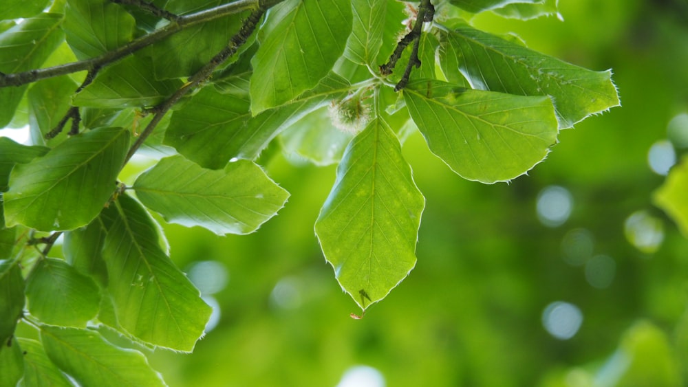 a tree with green leaves