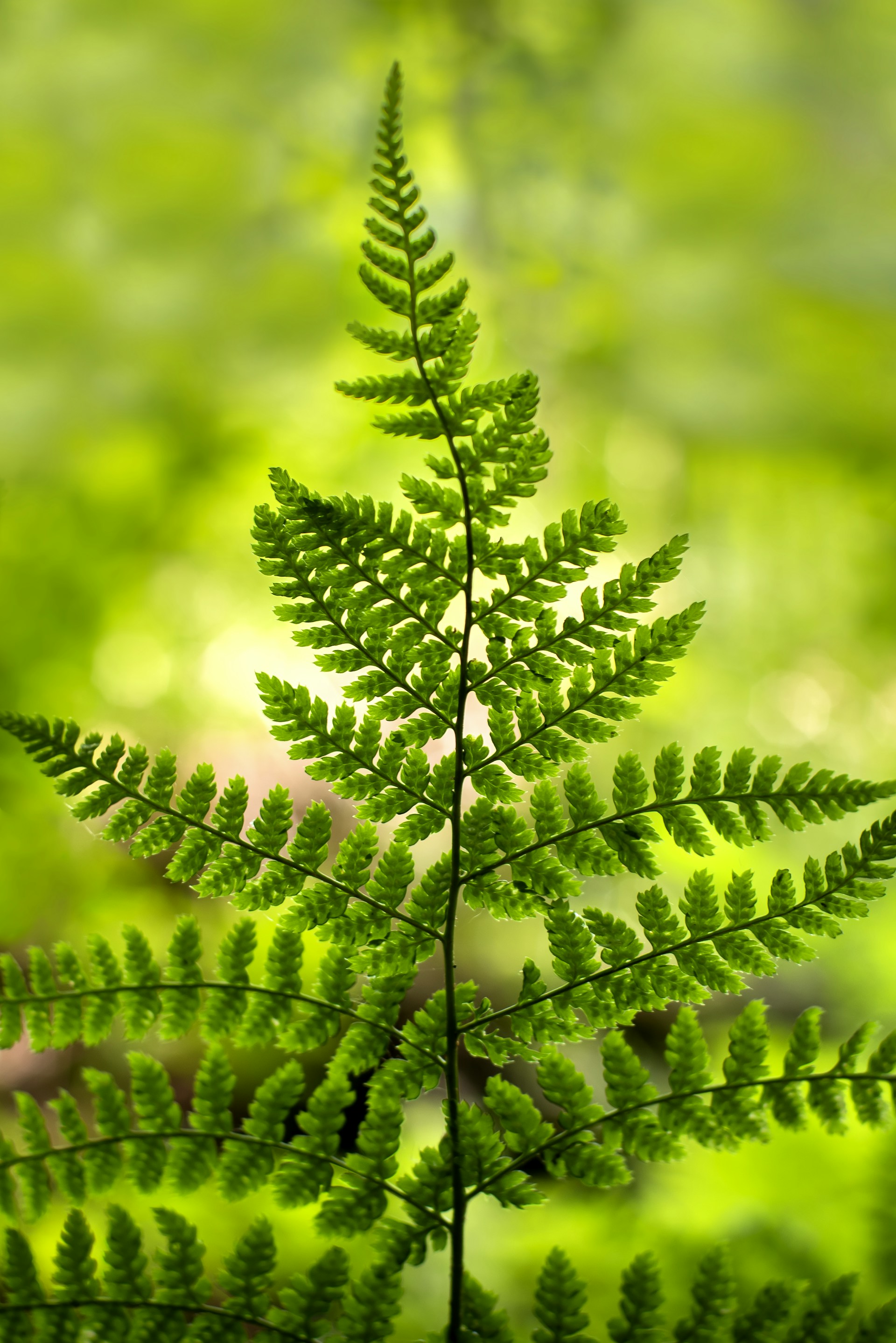 a close up of a plant