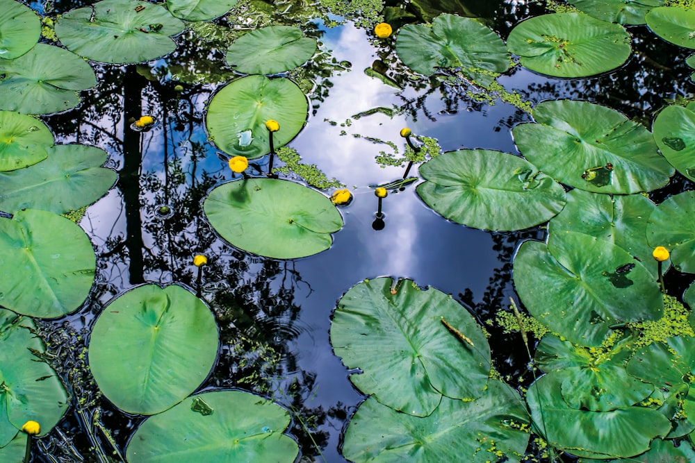 a plant in a pond