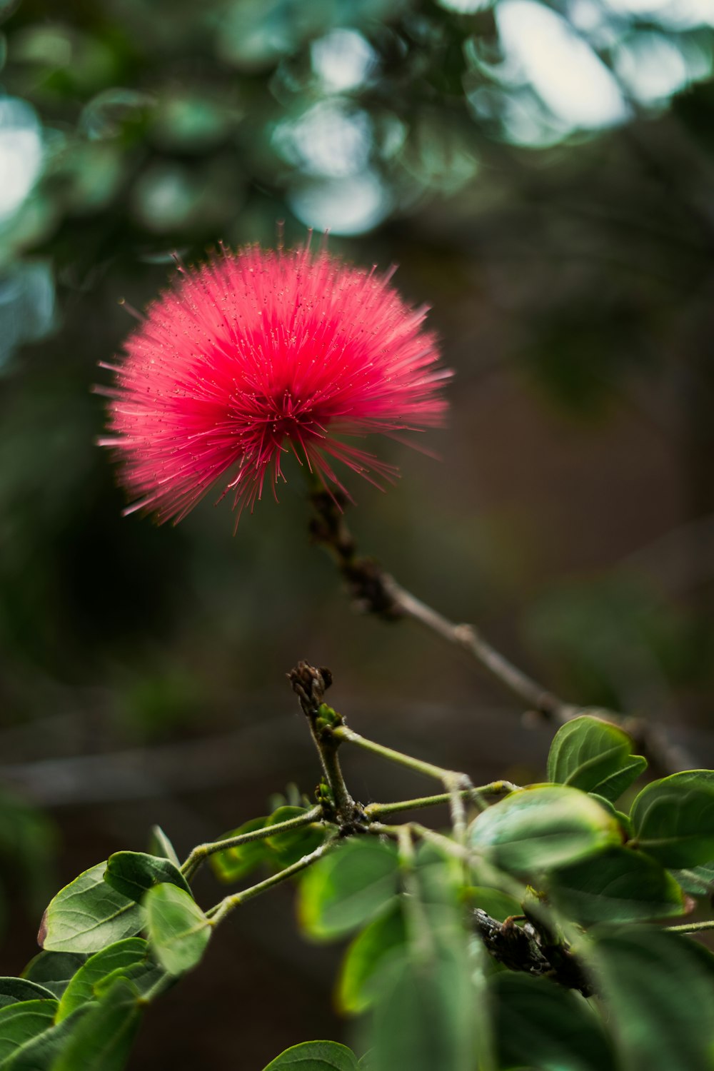 a pink flower with green leaves in the background