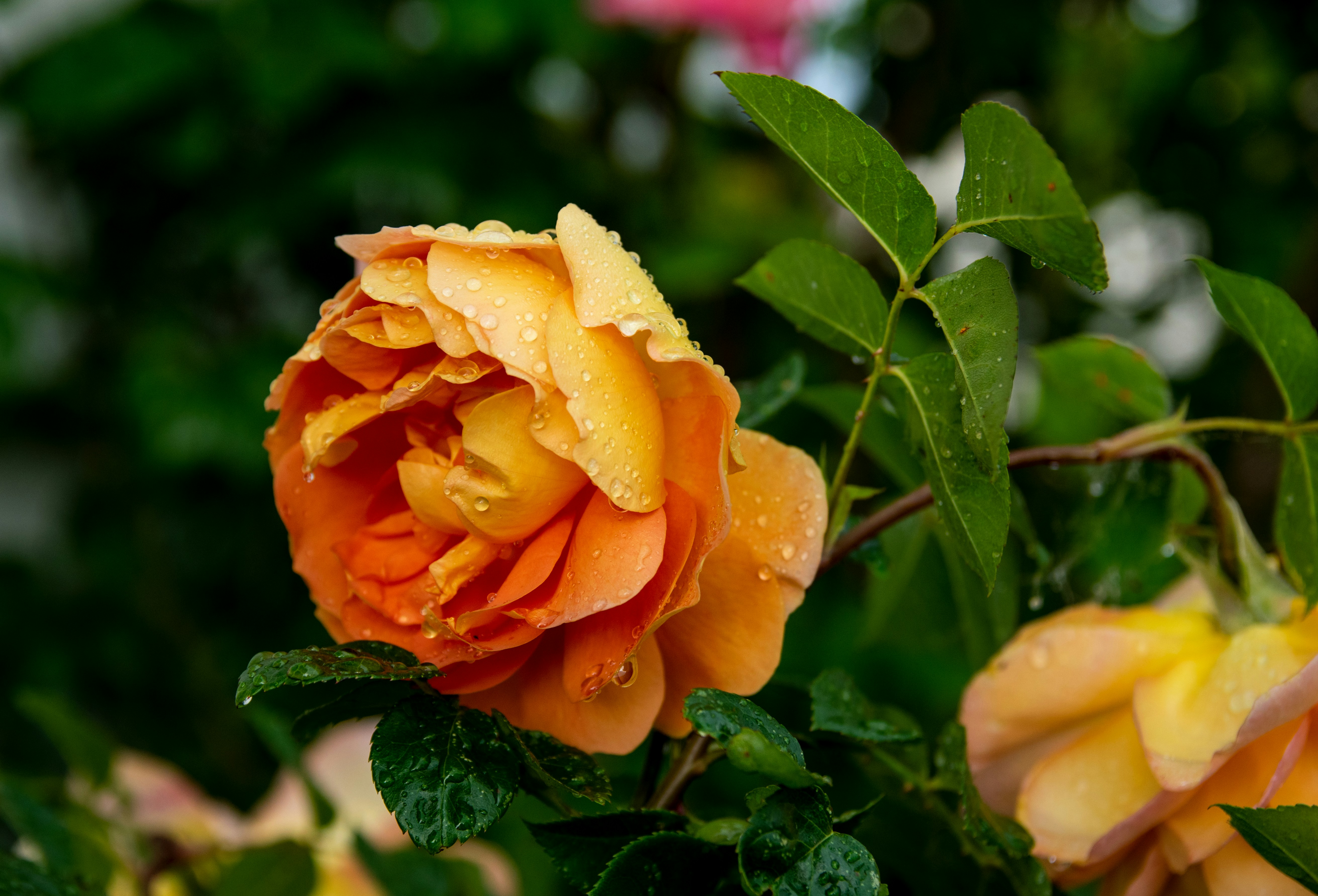 Photo by binekrafczyk