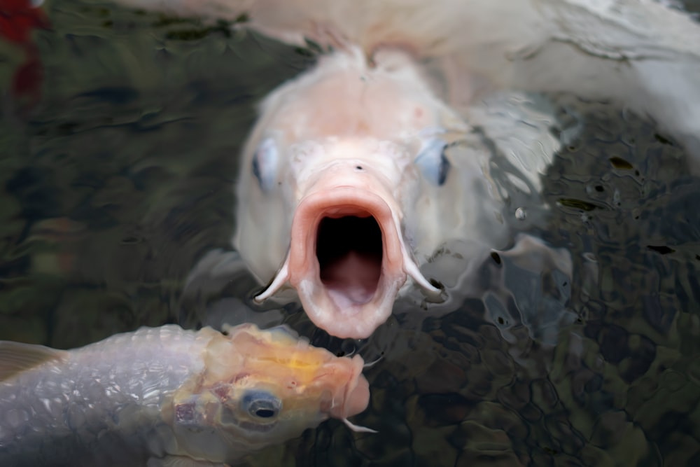 a fish with its mouth open and another fish with its mouth open