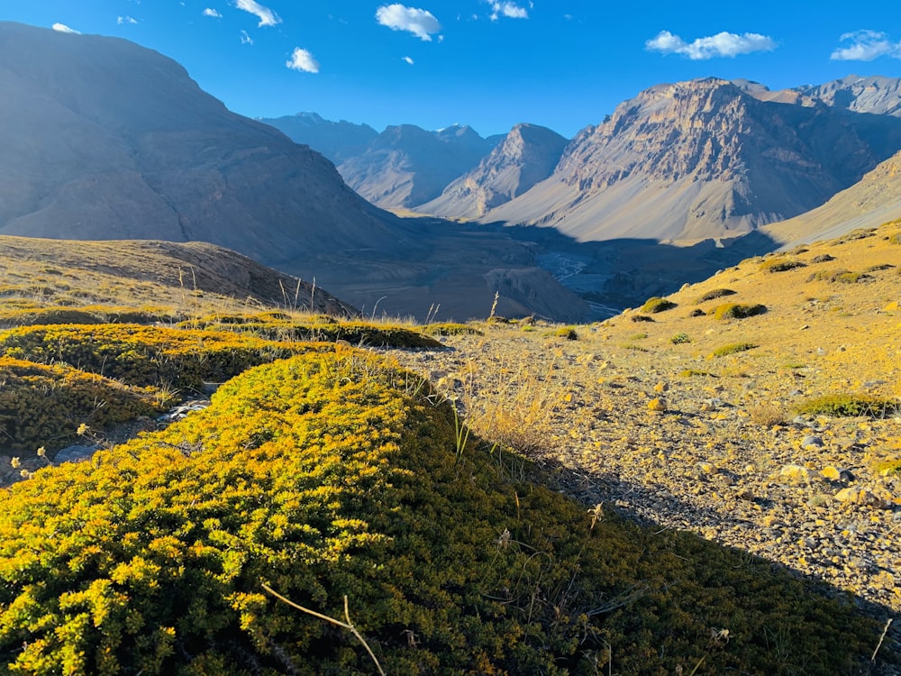 a field with yellow flowers and mountains in the background