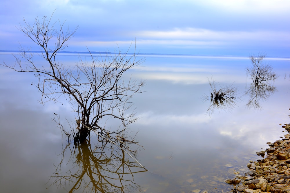 a dead tree in the middle of a body of water