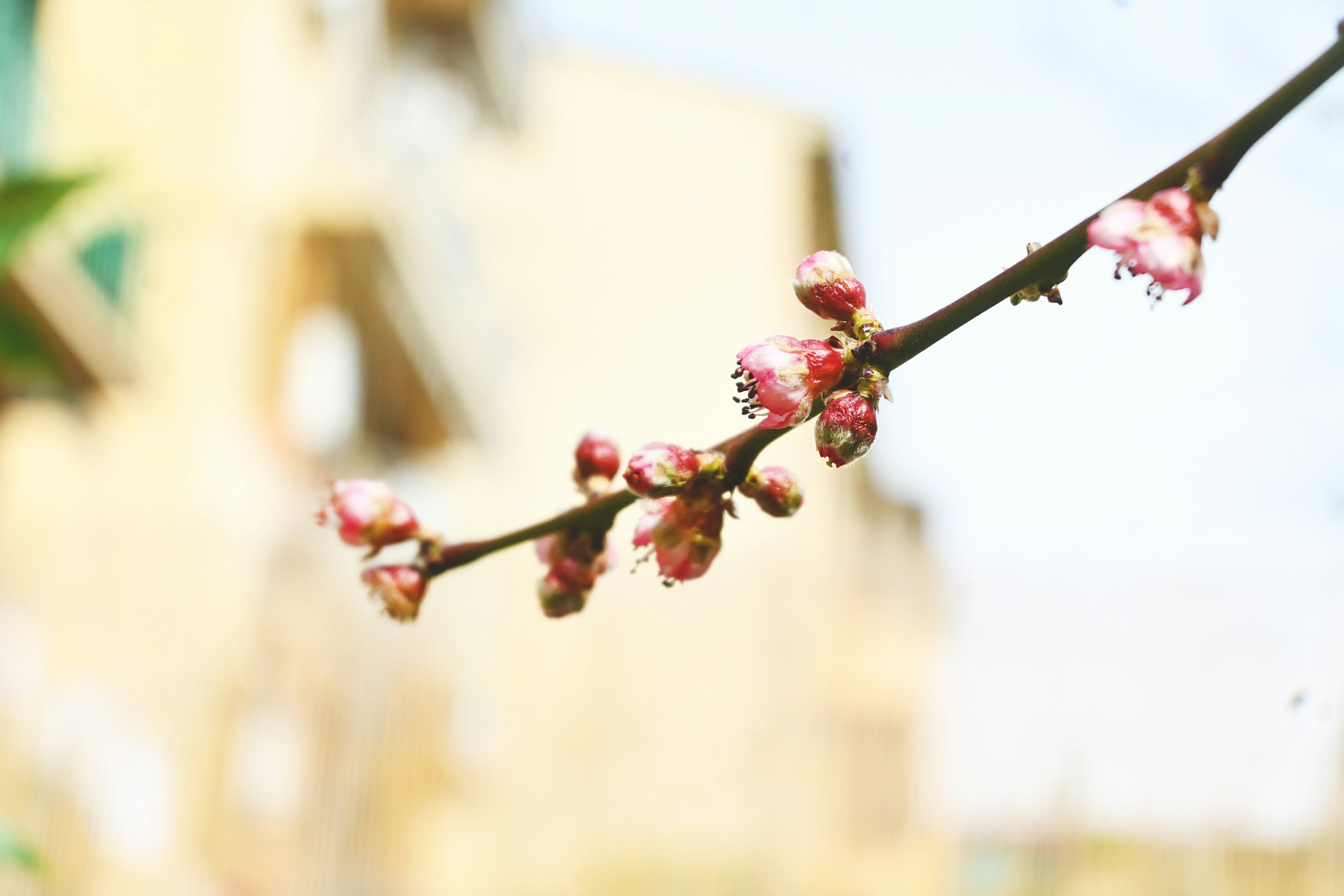 Spring blossom