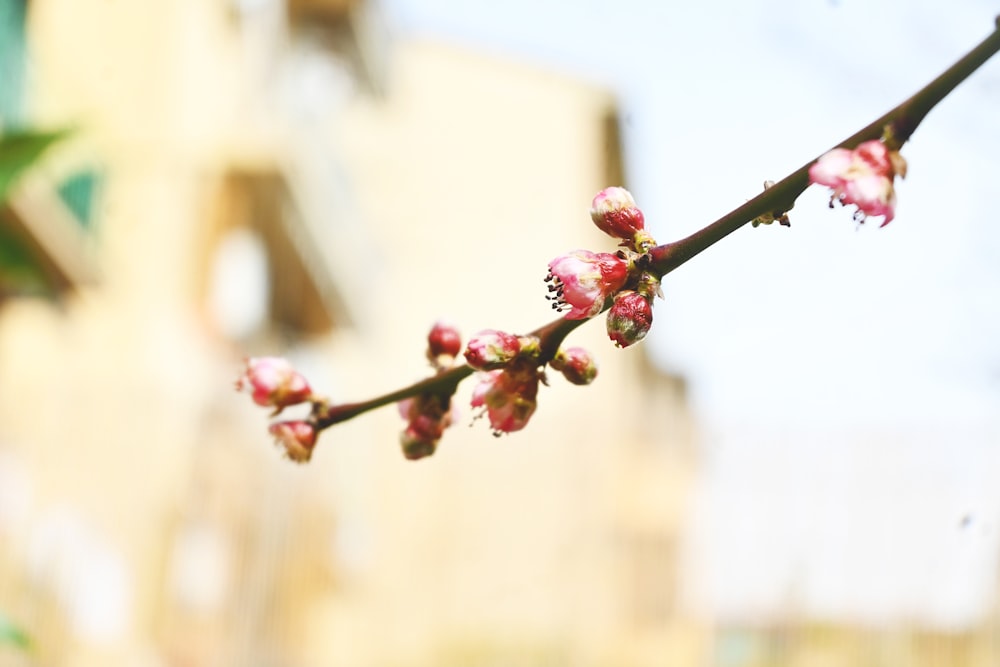 a close up of a branch with flowers on it