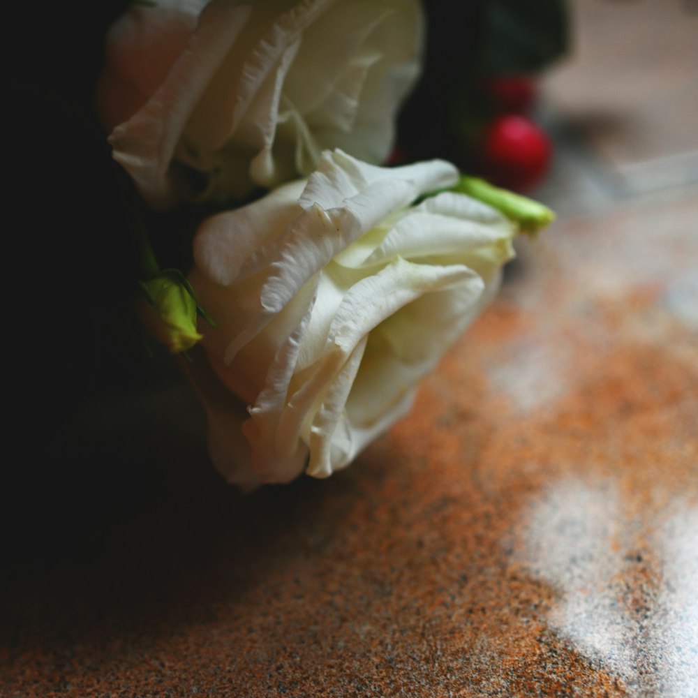 Un primer plano de una flor sobre una mesa