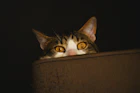 Author profile picture