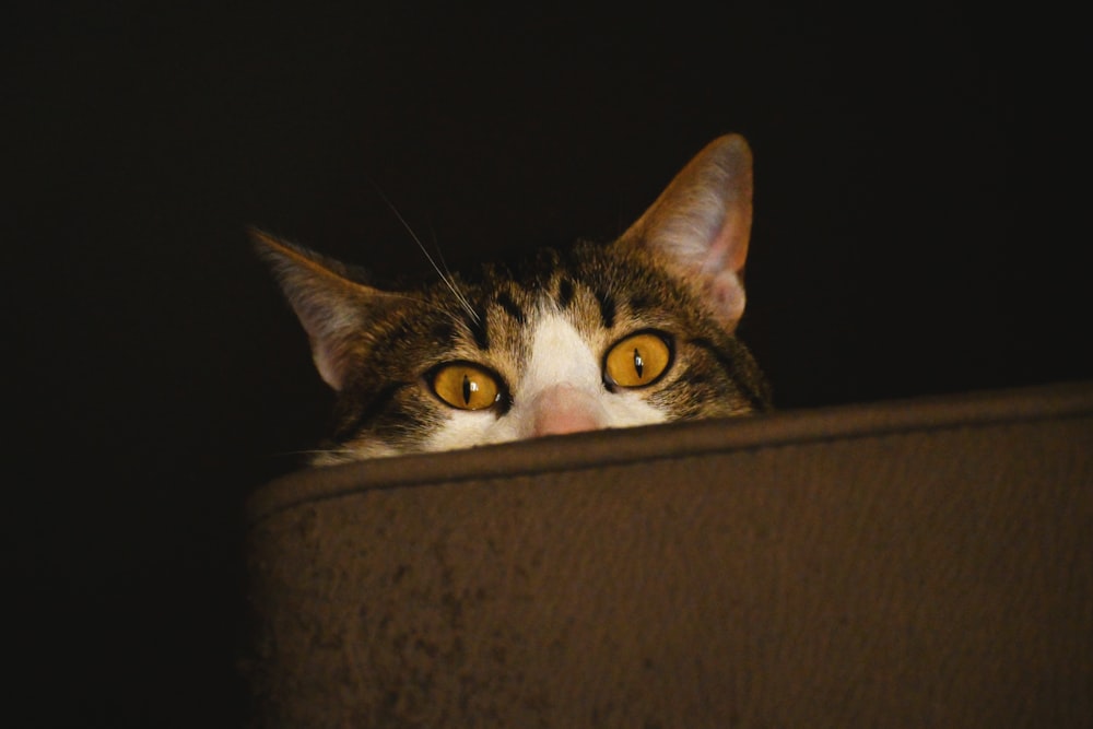 a cat looking over the edge of a wall