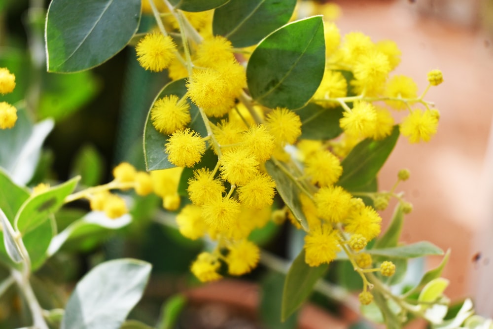 a close up of a bunch of yellow flowers