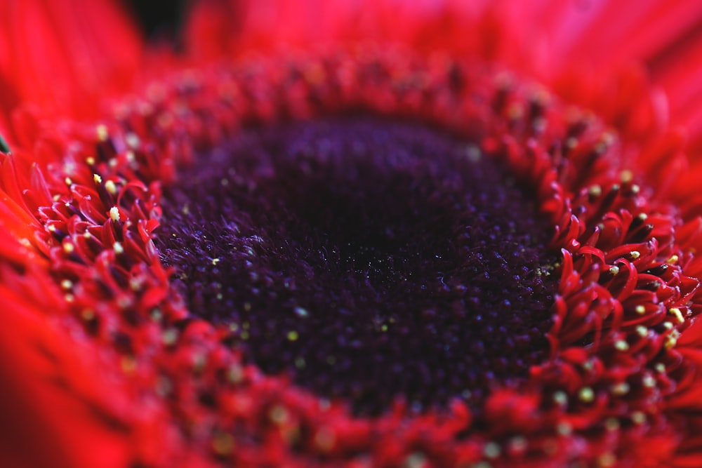 a close up of a red flower with a black center