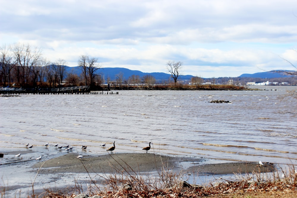 a bunch of birds that are standing in the water