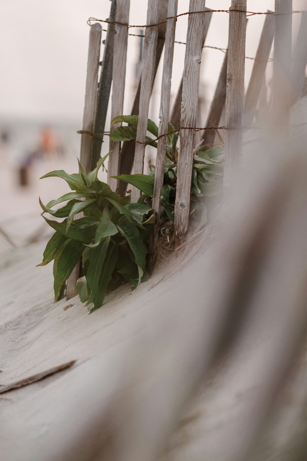 a close up of a plant