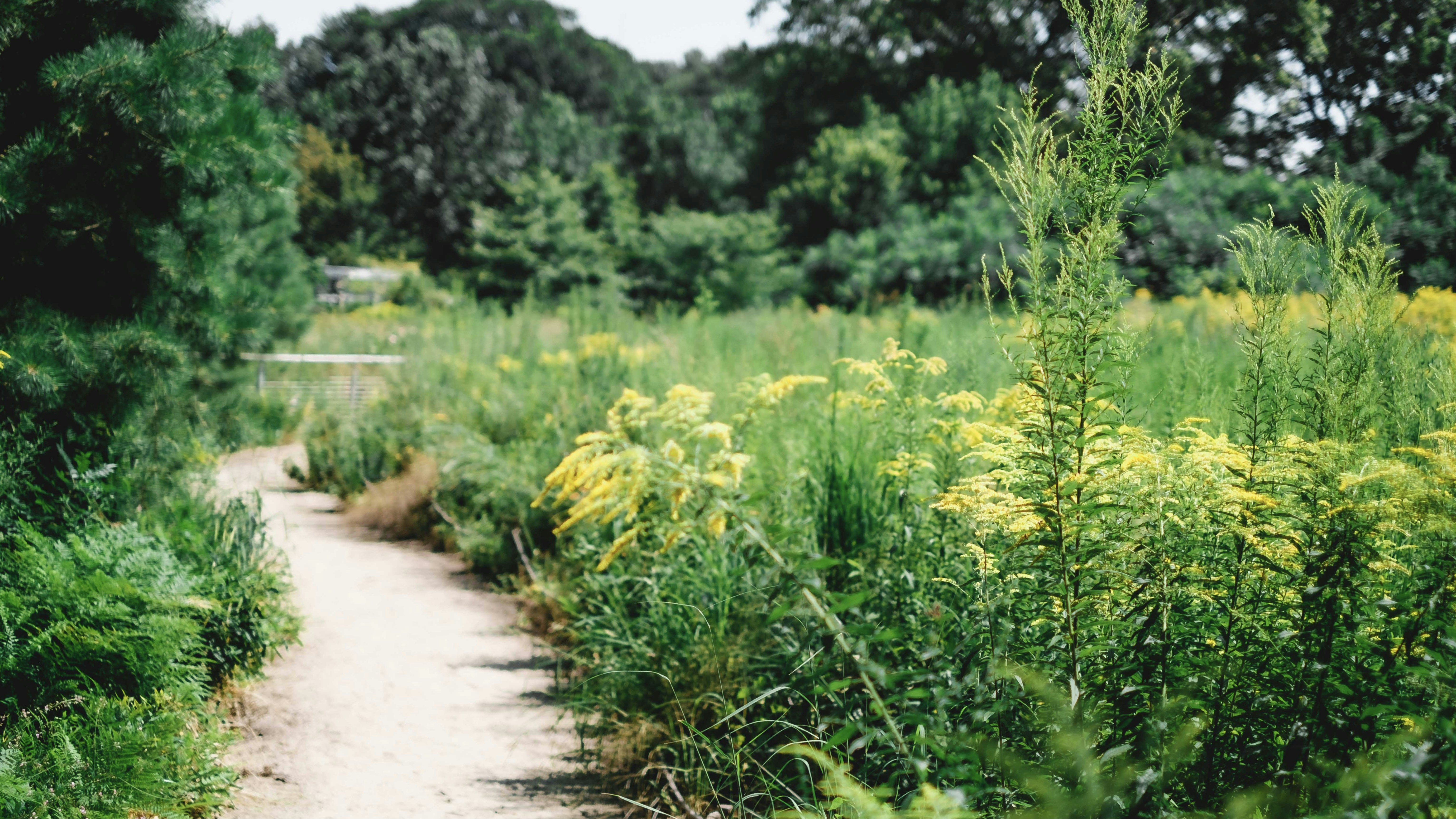a plant in a forest 풍경 사진
