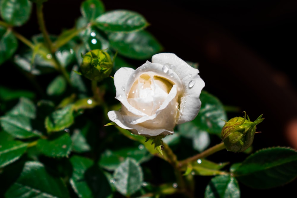 a white flower with water droplets on it