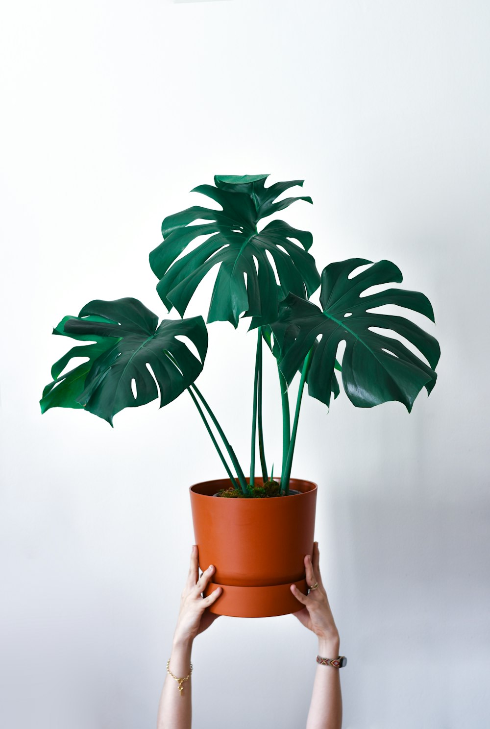 una persona sosteniendo una planta en maceta con grandes hojas verdes