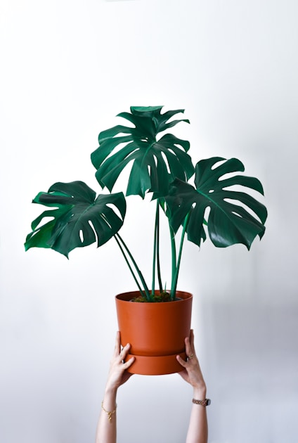 Orchideenerde vs normale erde warum der unterschied wichtig ist: step-by-step visual example