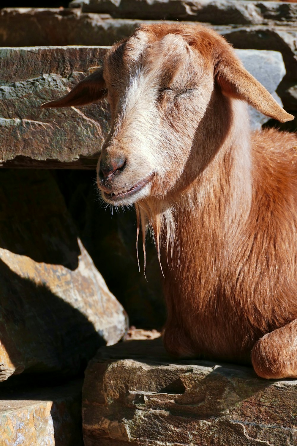 a close up of a goat laying on a rock