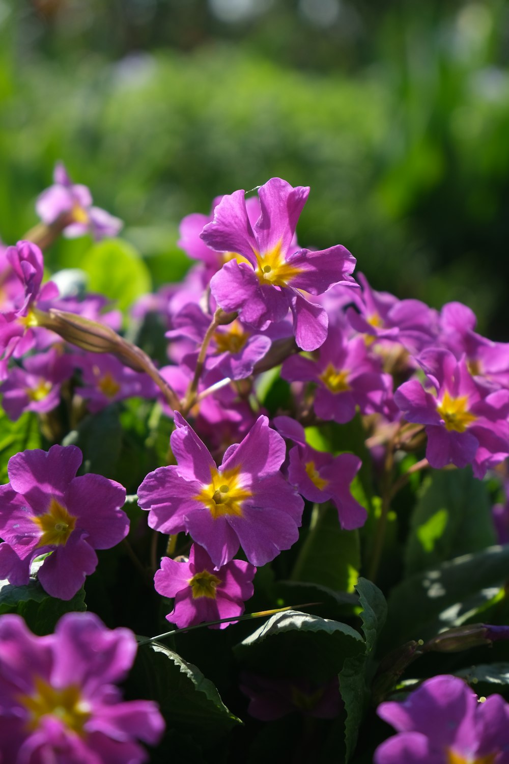 a bunch of purple flowers in a garden