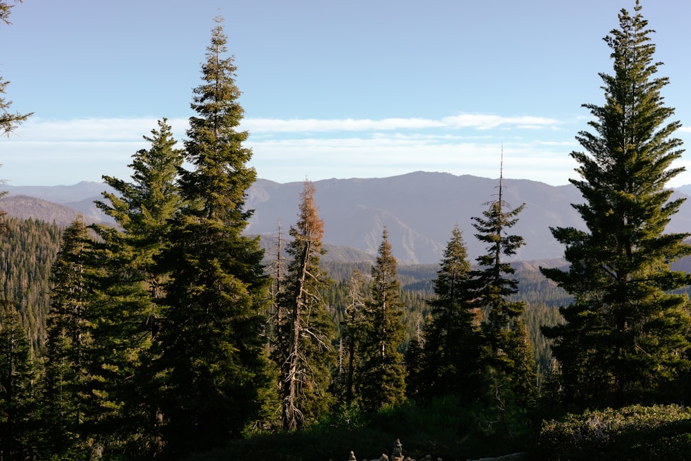前景に木々が生い茂る山脈の眺め