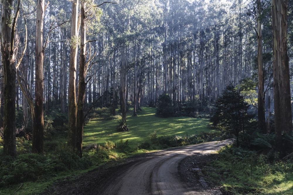 a dirt road in the middle of a forest