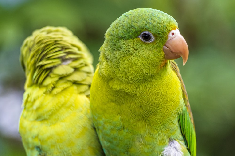 a close up of two green birds on a branch