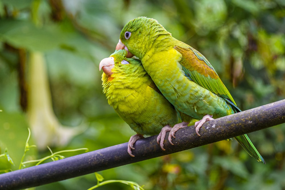 a couple of green birds sitting on top of a tree branch