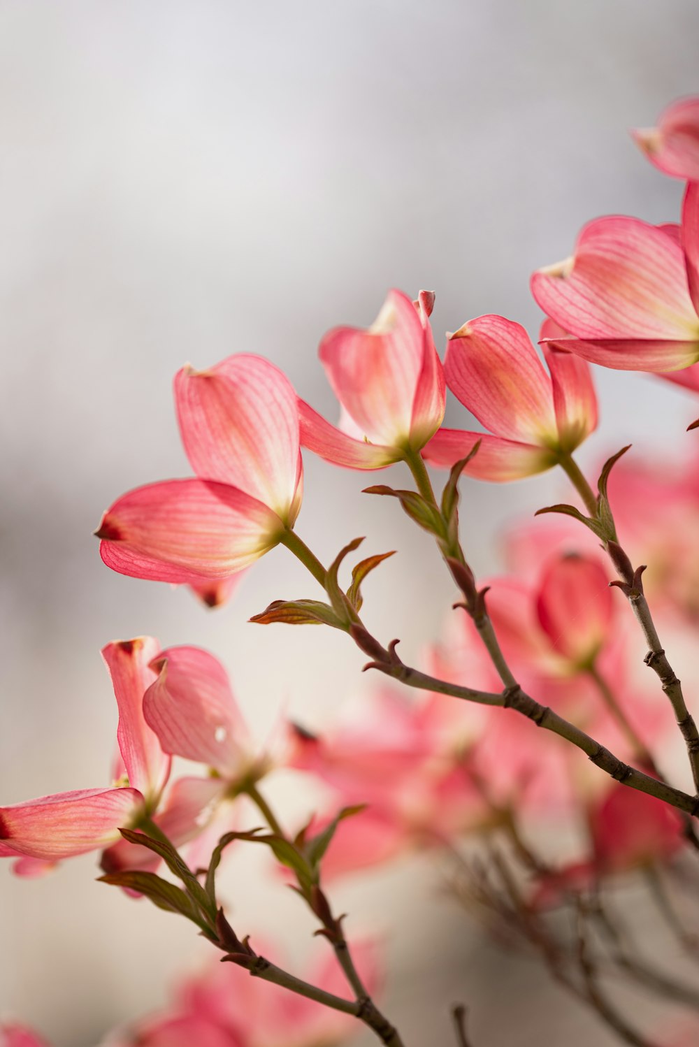 a close up of a pink flower on a branch