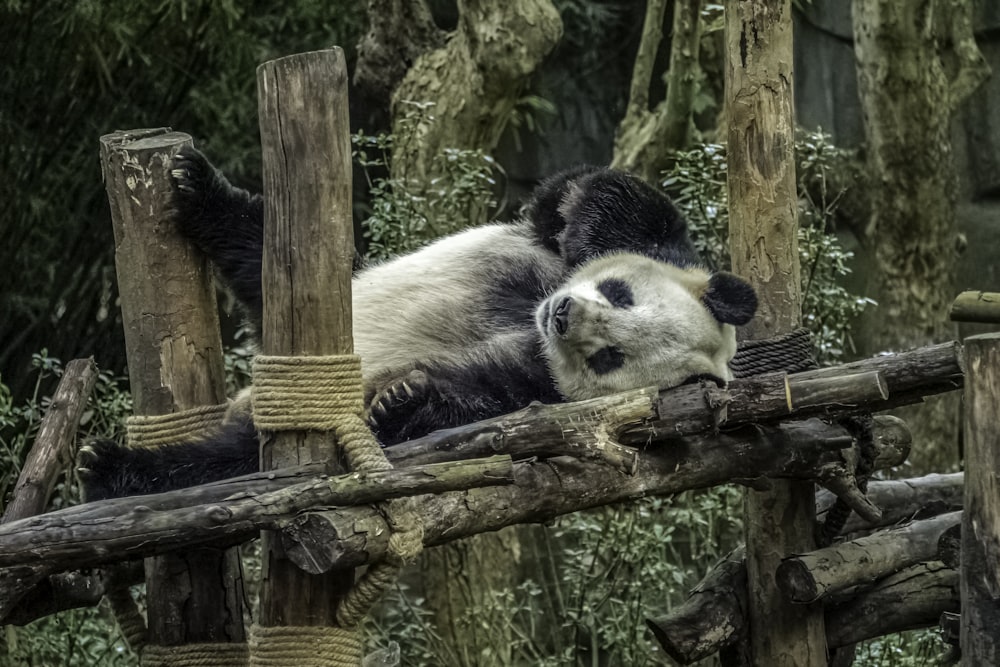 a panda bear laying on top of a wooden fence