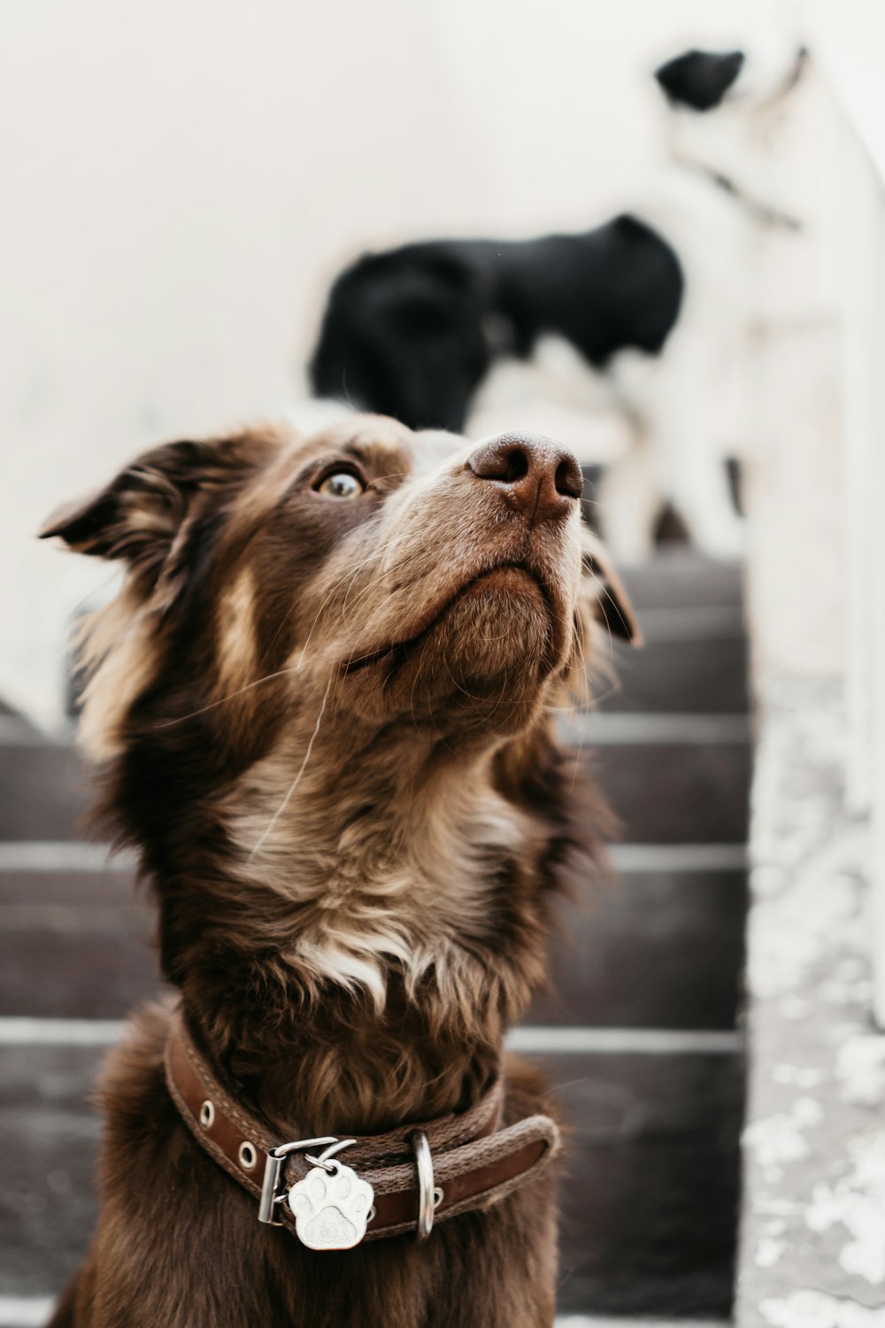 a brown dog looking up at a black and white dog