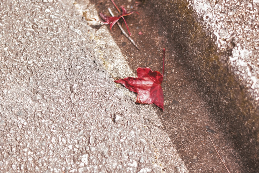 a single red leaf laying on the ground