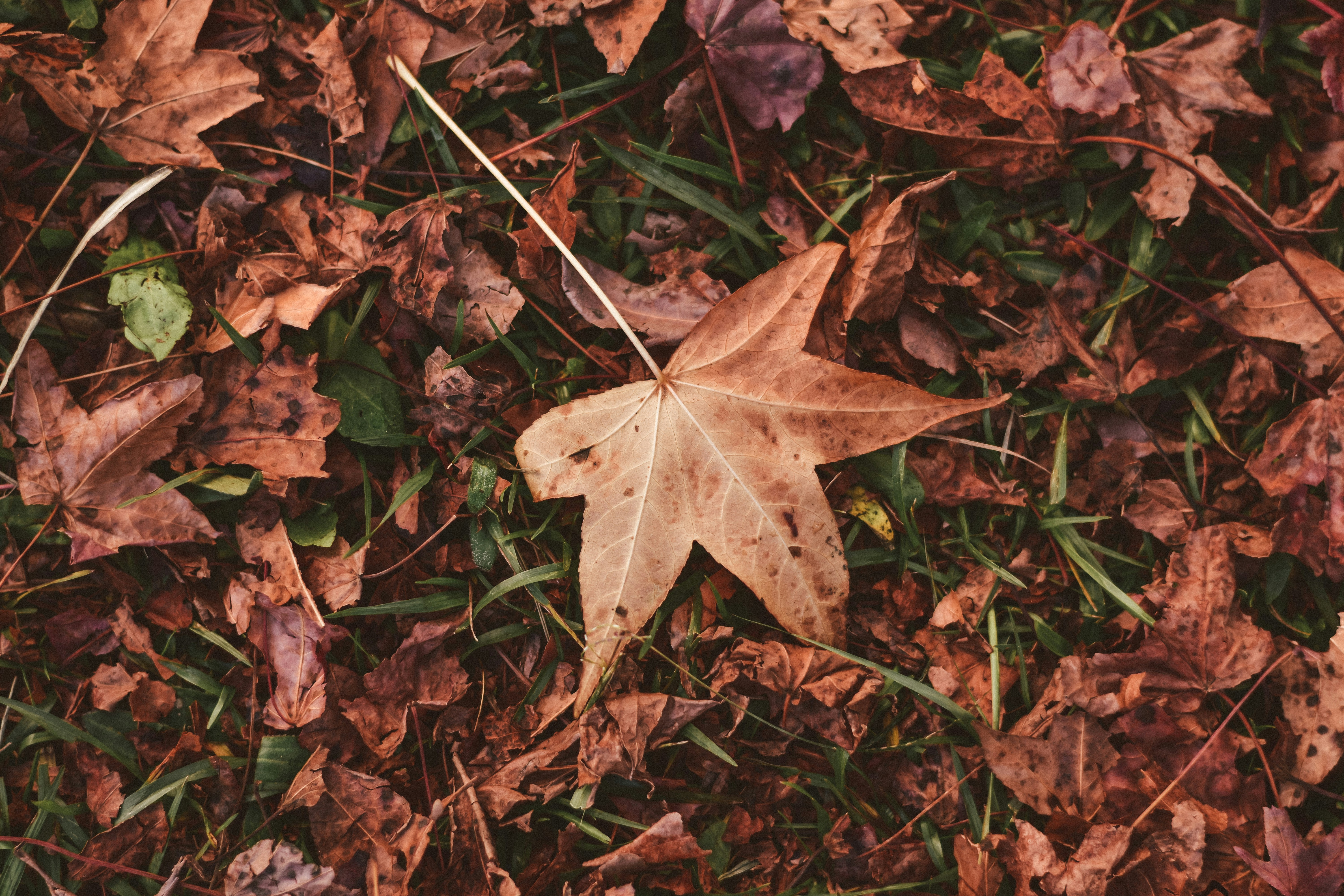 a leaf laying on top of a pile of leaves