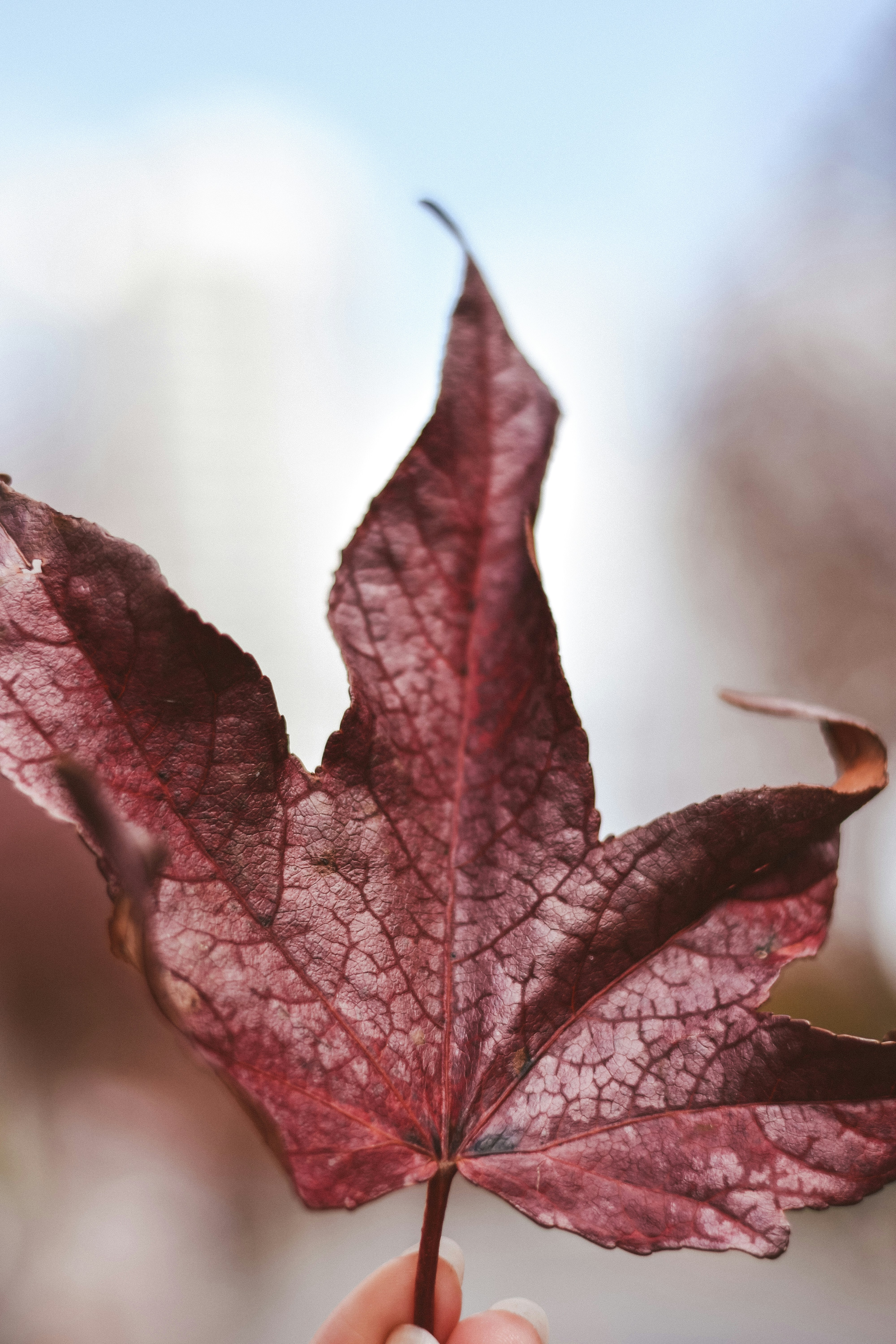 a person holding a red leaf in their hand