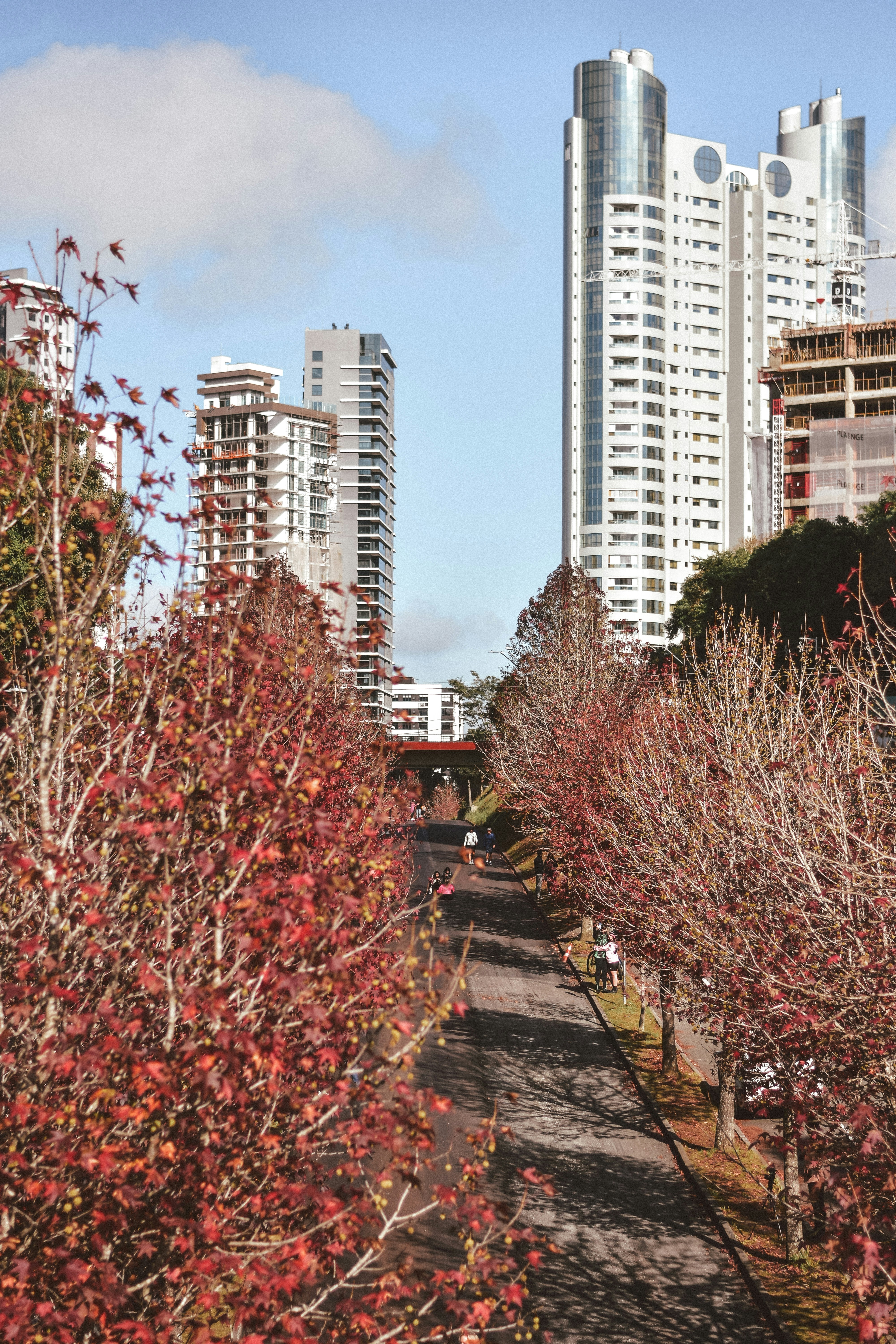 a street lined with trees and buildings in the background