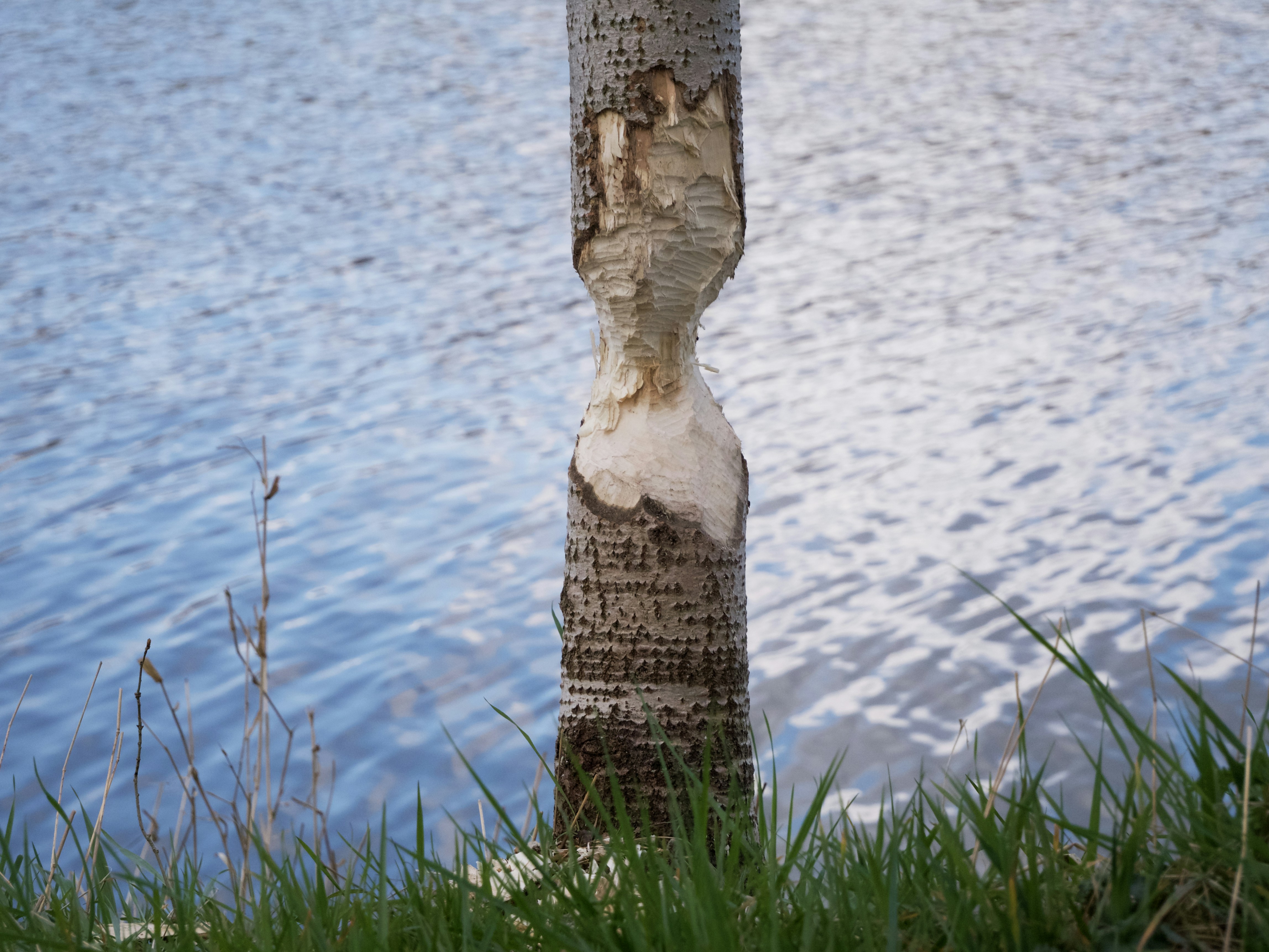a tree that is next to a body of water