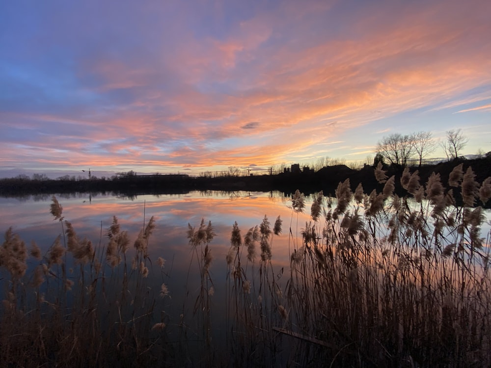a sunset over a body of water with reeds in the foreground