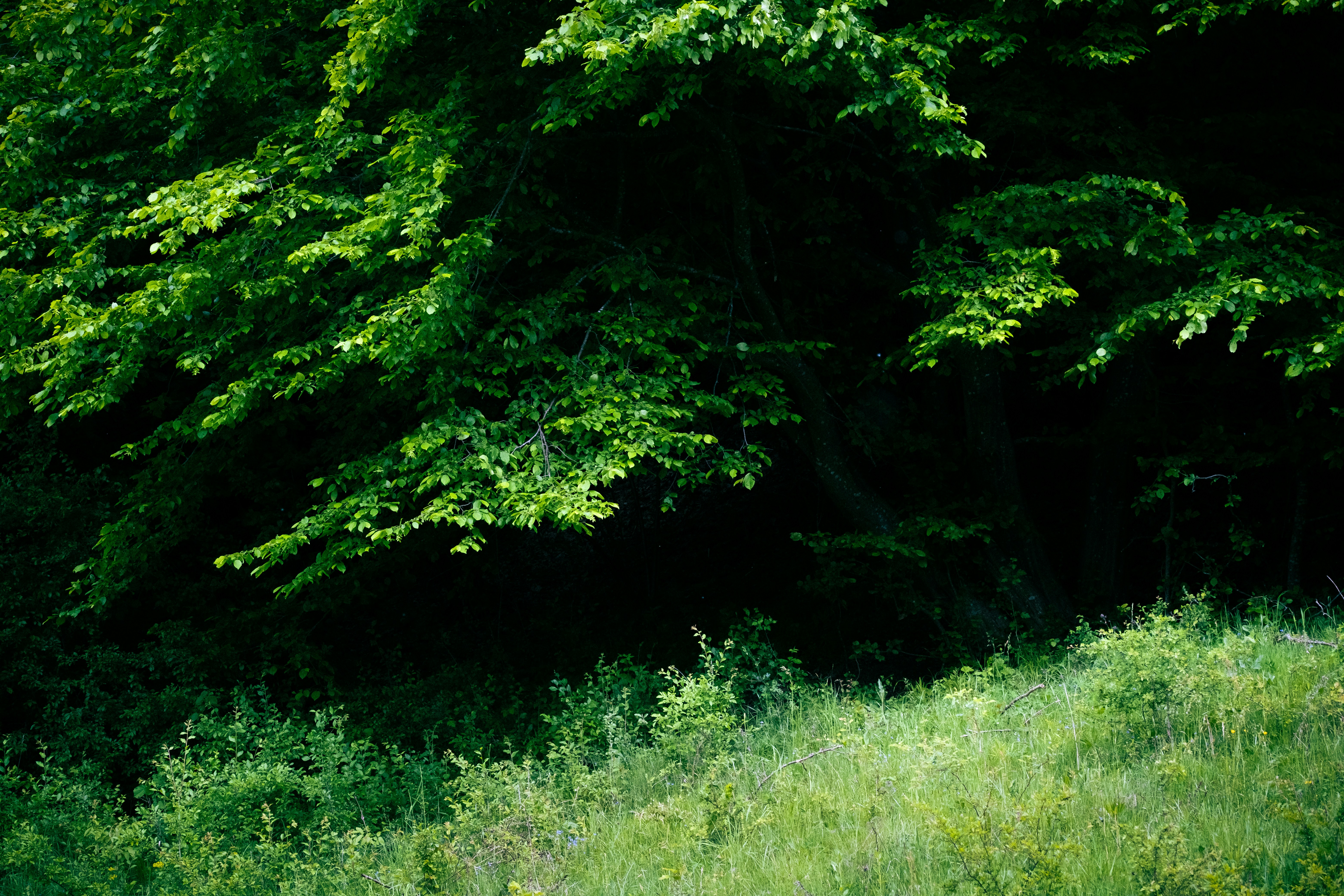 Photo by victorserban