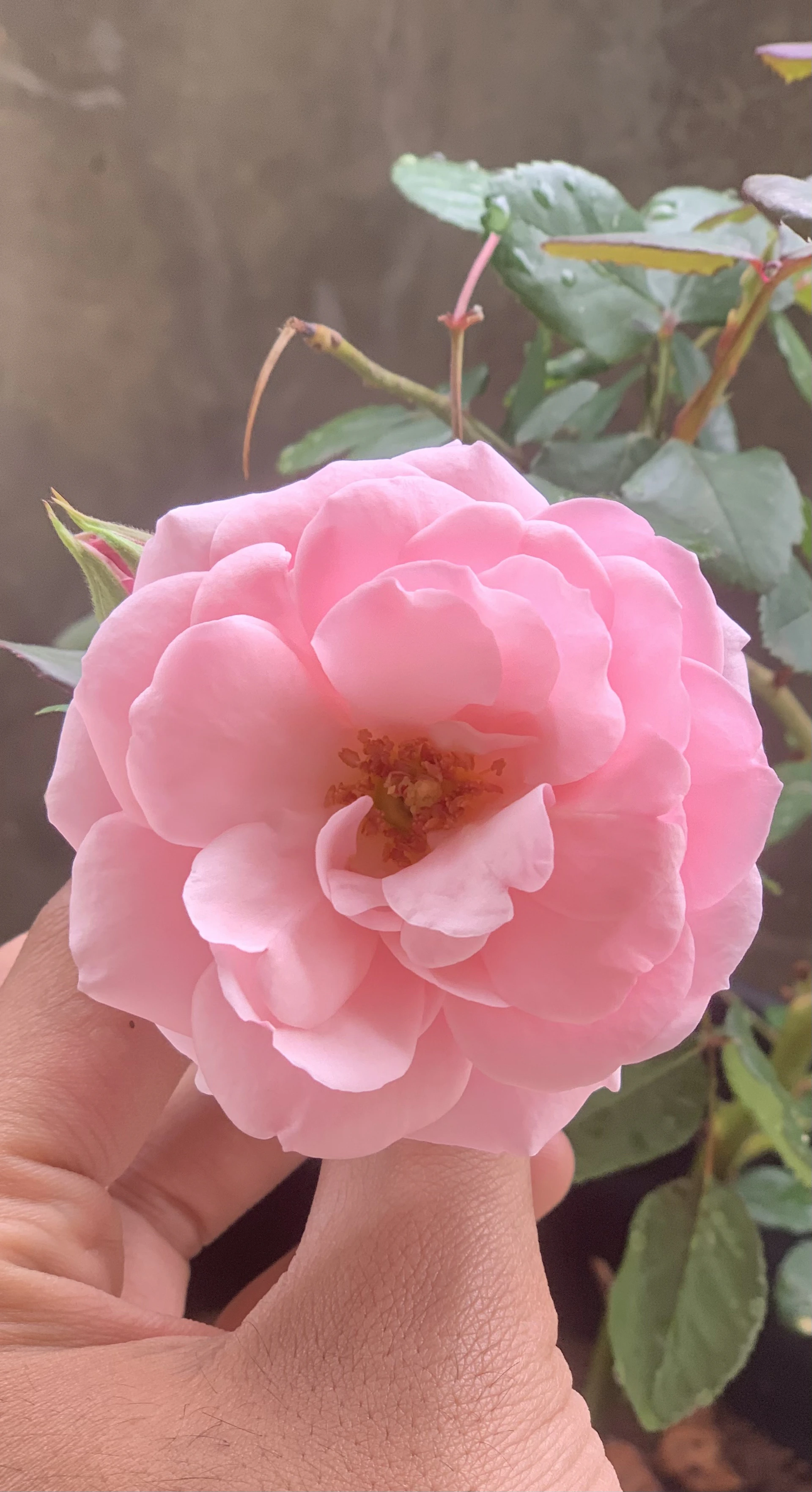 gray computer monitor