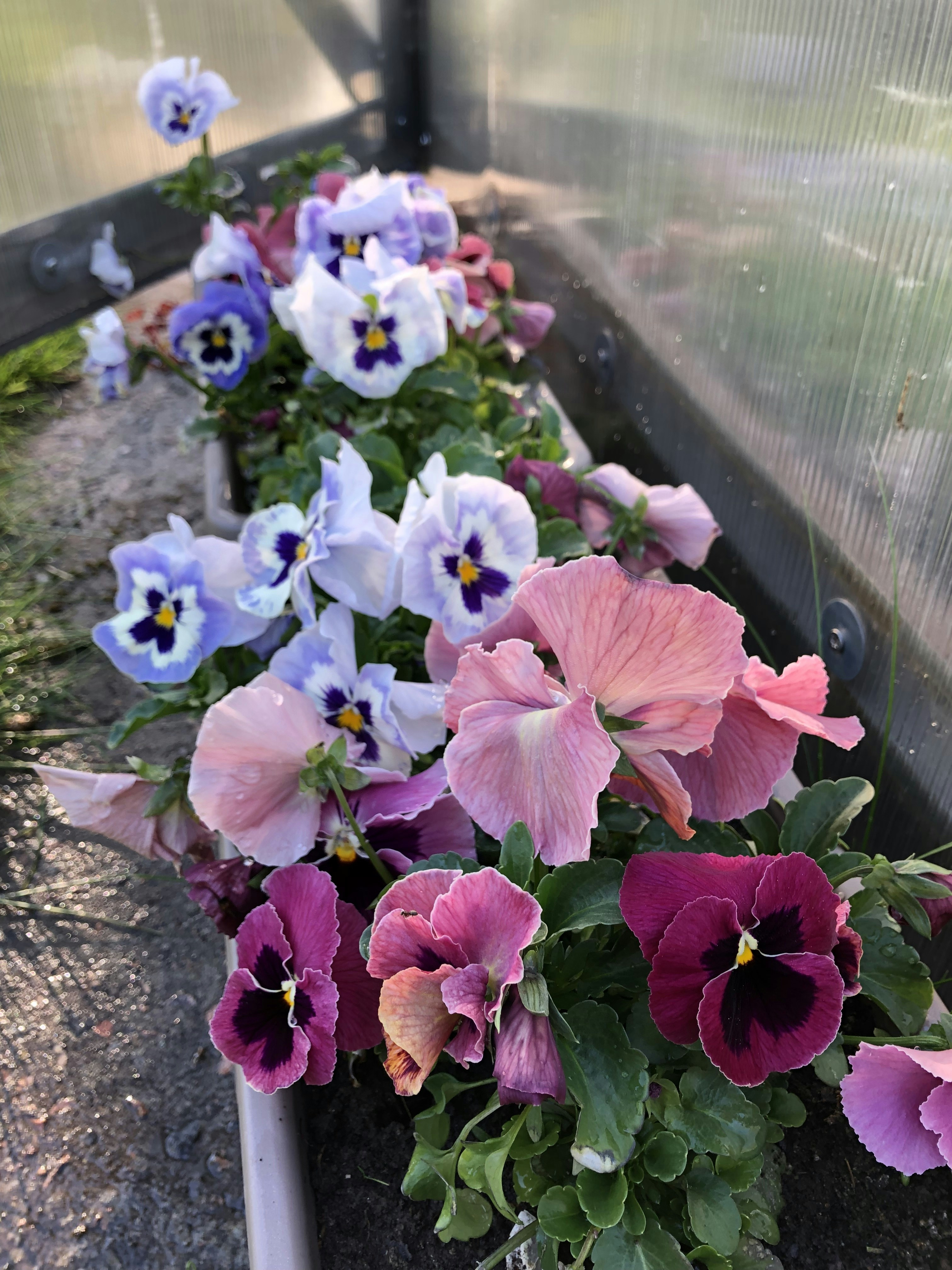 Unveiling the Pangenome: A New Frontier in Plant Genomics