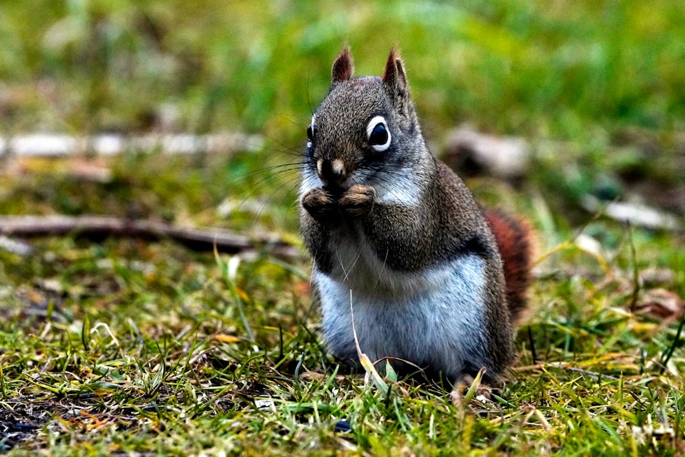 a squirrel is sitting in the grass eating