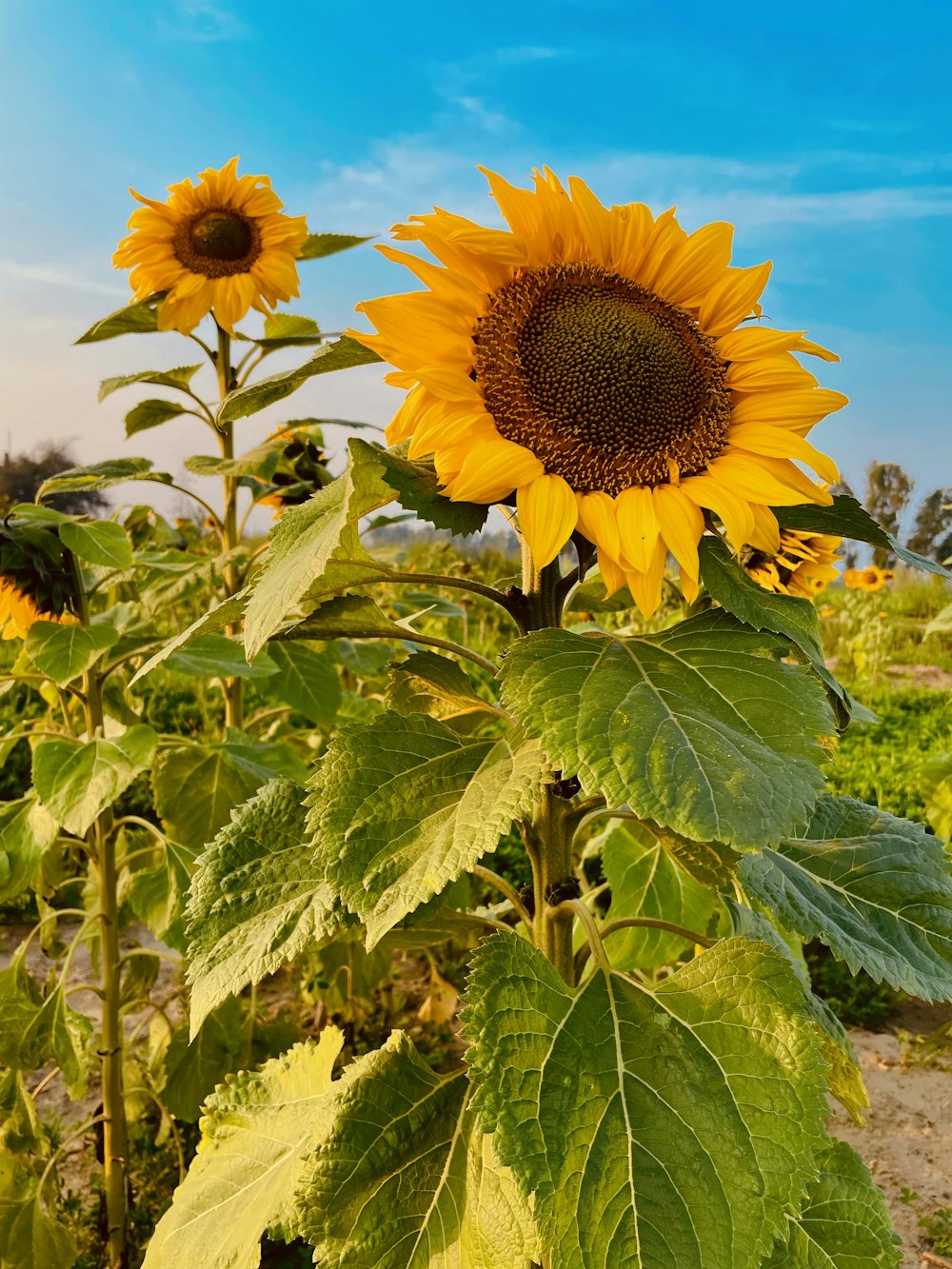 a field of sunflowers with a blue sky in the background