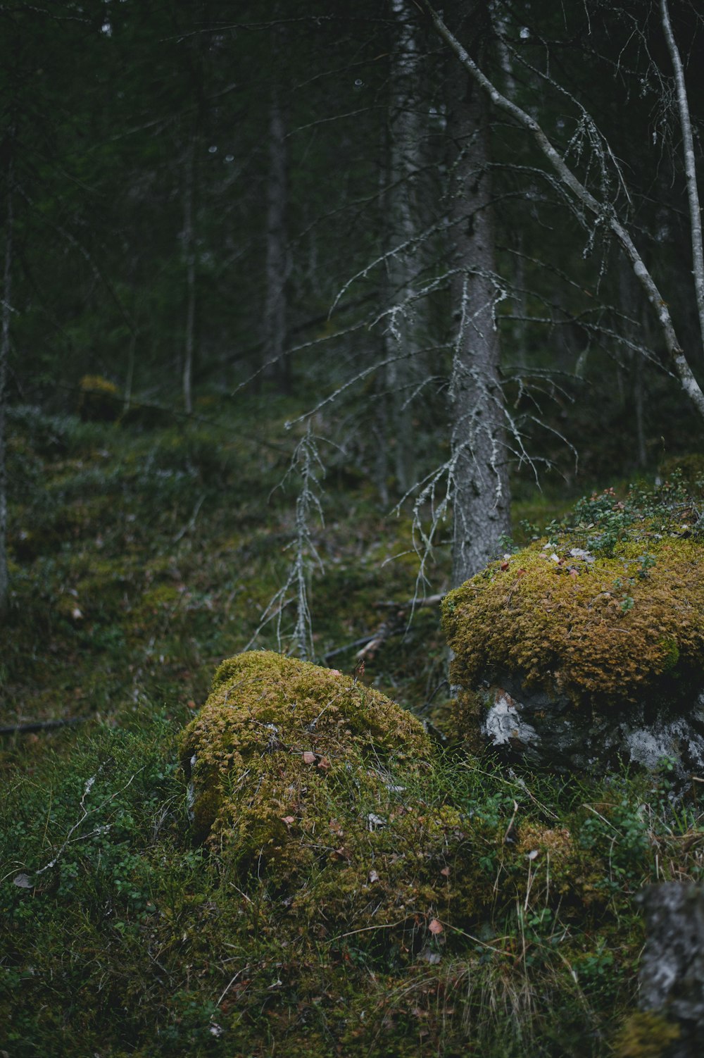 a moss covered rock in the middle of a forest