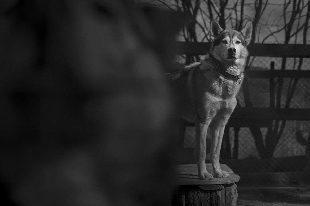 a dog standing on top of a wooden stump