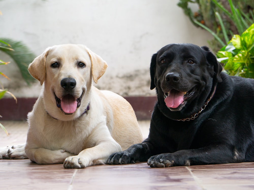 a couple of dogs laying on top of a tiled floor