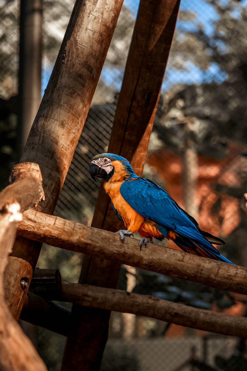 a blue and orange parrot sitting on a wooden perch