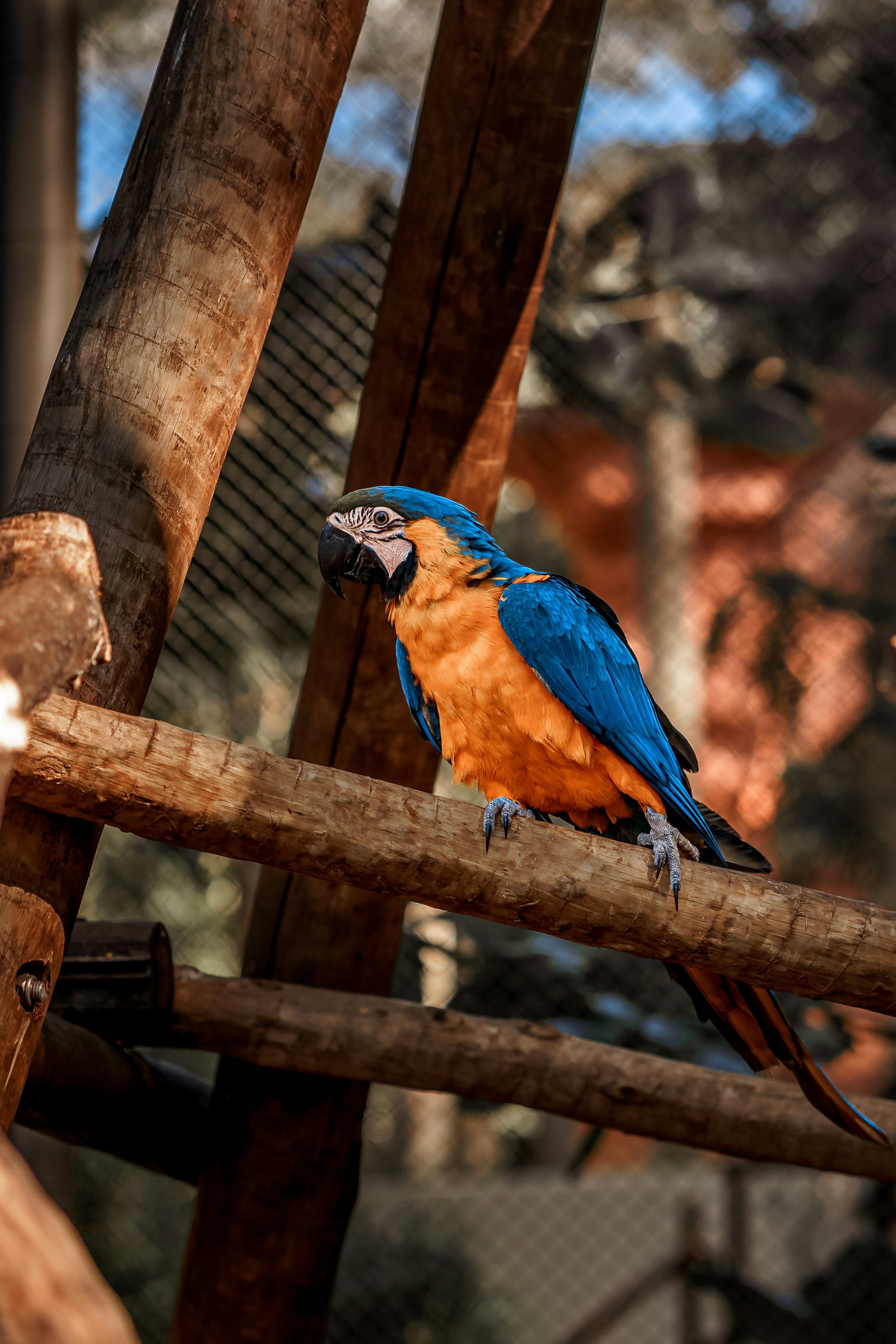 ein blau-oranger Papagei sitzt auf einem Ast