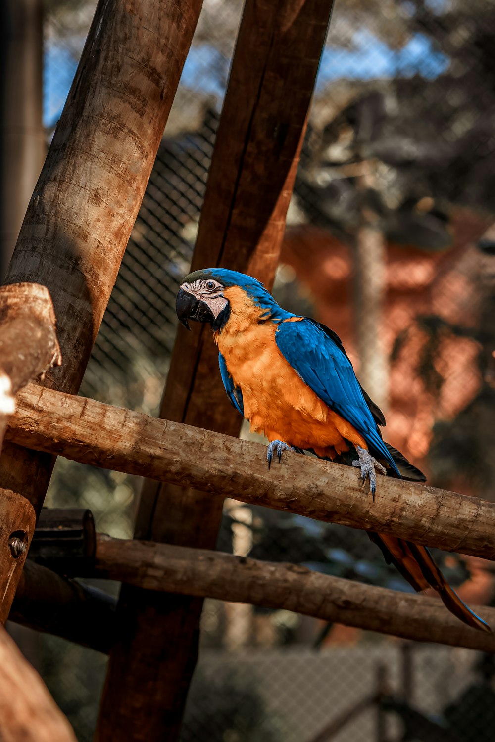 a blue and orange parrot sitting on a branch