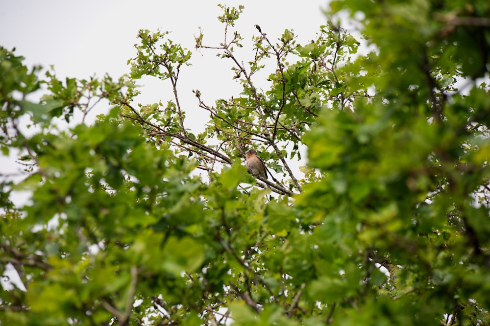 a bird is sitting in a tree with leaves