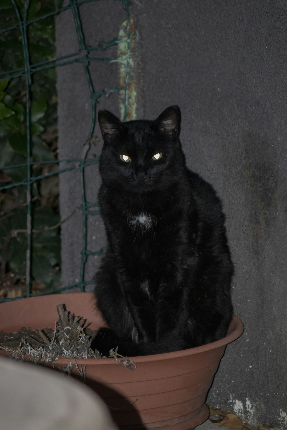 a black cat sitting in a flower pot